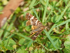 Chrysolarentia polycarpa