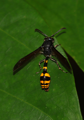 Phimenes flavopictus blanchardi