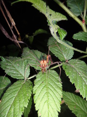 Ventrivomer ancyrophorus