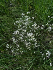 Eremogone longifolia