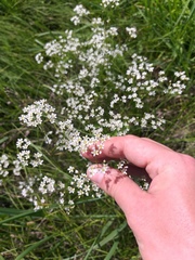Eremogone longifolia
