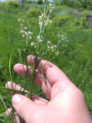 Eremogone longifolia