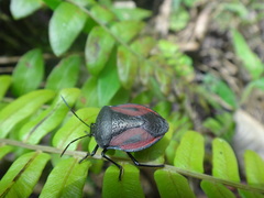 Brachystethus tricolor