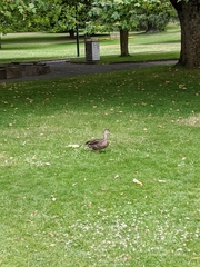 Anas superciliosa × platyrhynchos