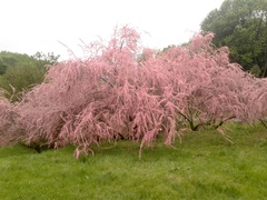 Tamarix szovitsiana