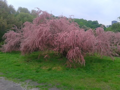Tamarix szovitsiana