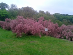 Tamarix szovitsiana
