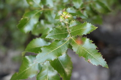 Alectryon subdentatus