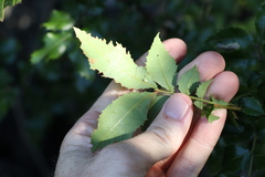 Alectryon subdentatus