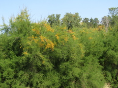 Tamarix szovitsiana