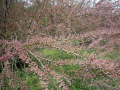 Tamarix szovitsiana