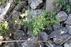 Alectryon subdentatus