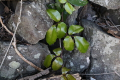 Tetrastigma nitens