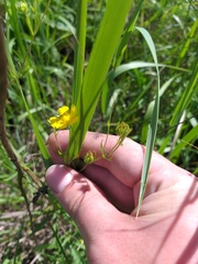 Potentilla longipes