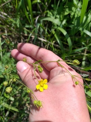 Potentilla longipes