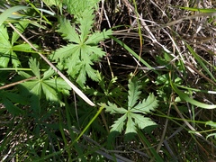 Potentilla longipes