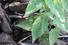 Abutilon oxycarpum