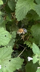 Amegilla
