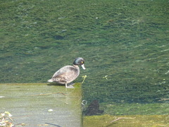 Aythya novaeseelandiae