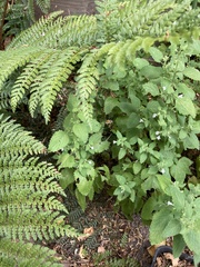 Amegilla