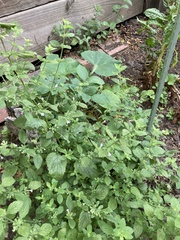 Amegilla