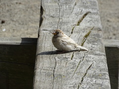 Passer domesticus domesticus