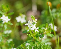 Asperula gunnii