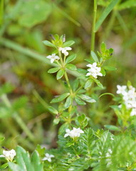 Asperula gunnii