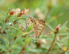 Chrysolarentia rhynchota