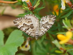 Chrysolarentia rhynchota