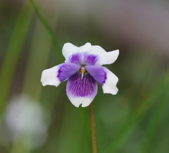 Viola eminens