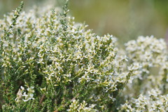 Olearia algida