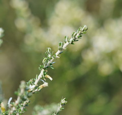 Olearia algida