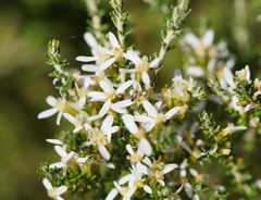 Olearia algida