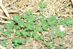 Euphorbia stictospora