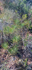 Euryops tenuissimus