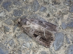 Protodeltote wiscotti