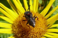 Epeolus variegatus