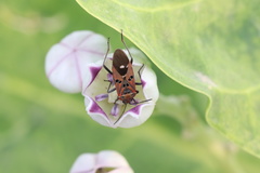 Spilostethus pandurus