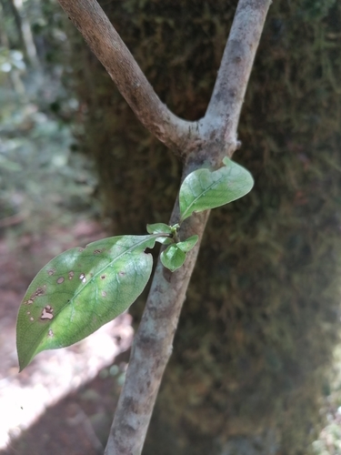 Coprosma tenuifolia observed 2022-01-03