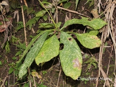 Hydrangea densifolia
