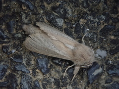 Phragmataecia castaneae