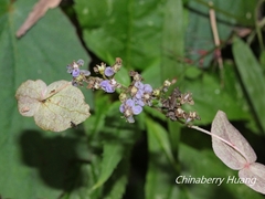 Hydrangea densifolia