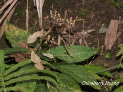 Hydrangea densifolia