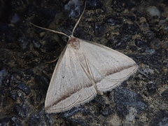 Zanclognatha obliqua