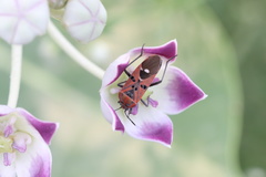 Spilostethus pandurus