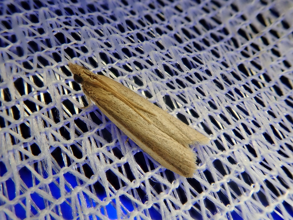 Polyocha diversella