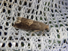 Epiblema sugii