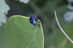 Chrysomelidae