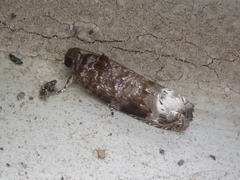 Hystrichoscelus spathanum